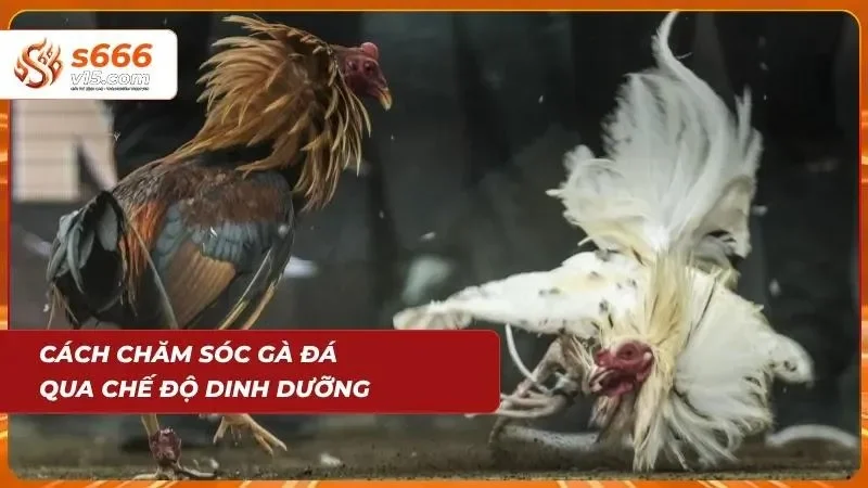Cách Chăm Sóc Gà Đá - Bí Quyết Để Newbie Nuôi Chiến Kê 2 Bật mí chăm sóc gà theo dinh dưỡng hàng ngày